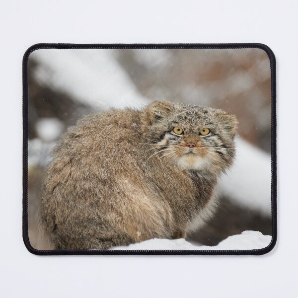 Vista previa del artículo con la obra «Copo de nieve el gatito gato de Pallas», diseñado y vendido por Manulization.