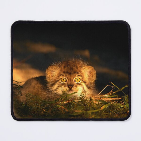 Item preview, A Pallas's cat kitten lays in sunlight designed and sold by Manulization.