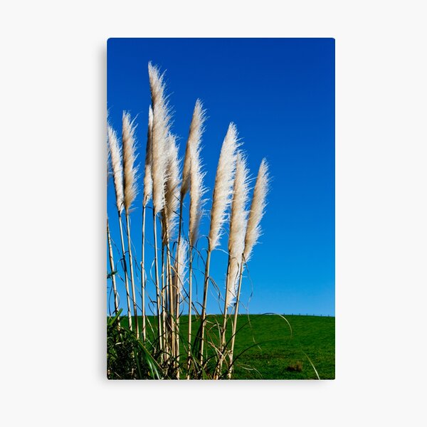 Item preview, Native Toi Toi Grass New Zealand designed and sold by Nicolette Neish.