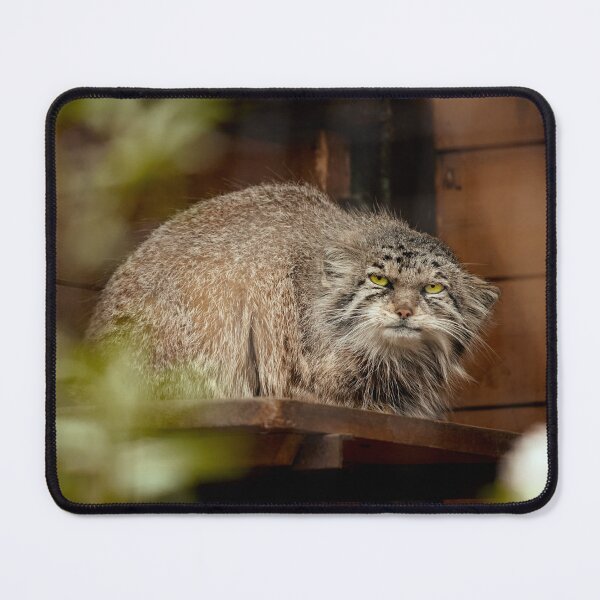 Item preview, Namika the Pallas's cat is observing designed and sold by Manulization.