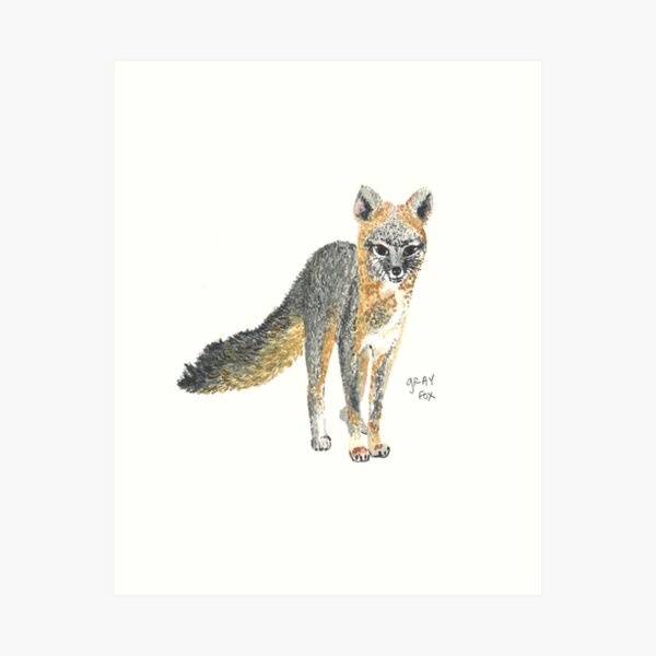 dfgdfgdfg  Fox art, Art prints, Love art