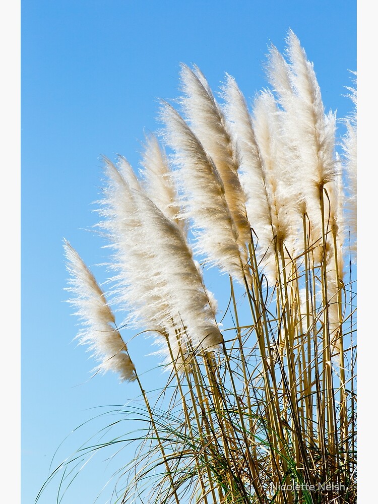 Native%20NZ%20Toi%20Toi%20Gr***&quot;%20Greeting%20Card%20by%20NicoletteNeish%20|%20Redbubble