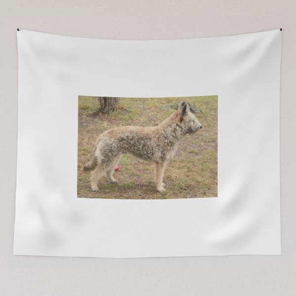 Item preview, 2018 Laekenois designed and sold by Belgian Shepherd Dog Club of QLD Inc.