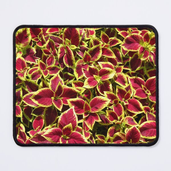 Item preview, Coleus designed and sold by foozma73.