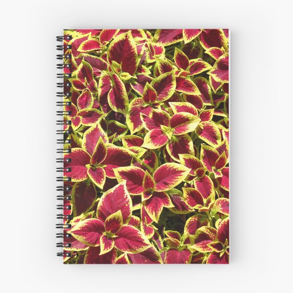 Item preview, Coleus designed and sold by foozma73.