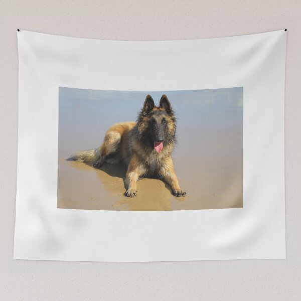 Item preview, 2018 Tervueren at the beach designed and sold by Belgian Shepherd Dog Club of QLD Inc.