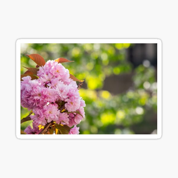 pink blossomed sakura flowers Sticker