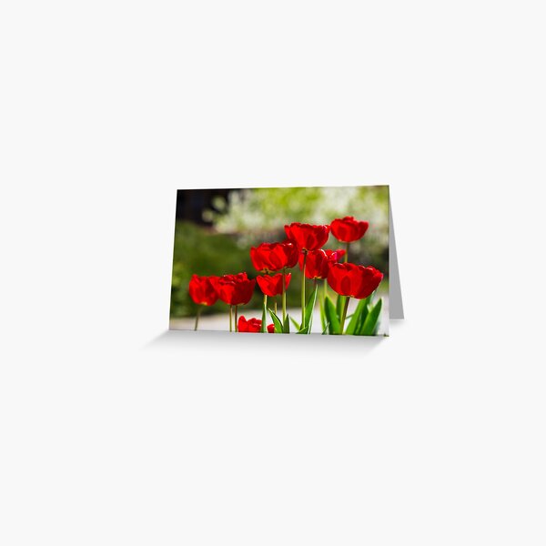 red tulips on color blurred background Greeting Card