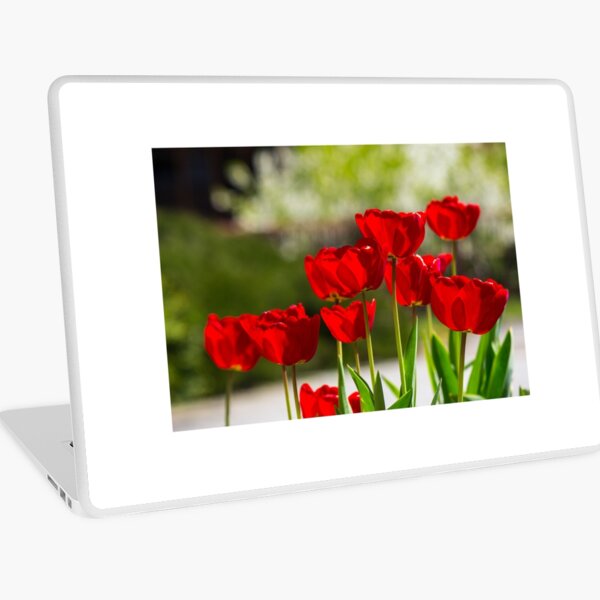 red tulips on color blurred background Laptop Skin