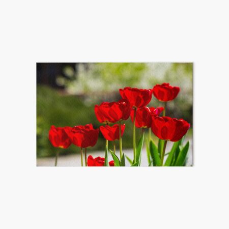 red tulips on color blurred background Art Board Print