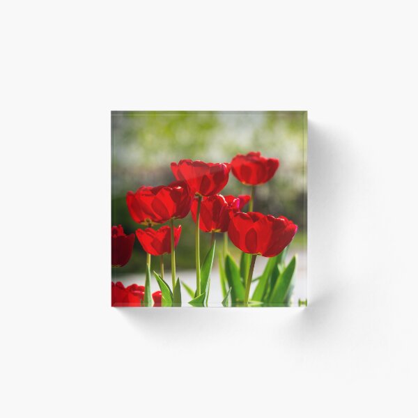 red tulips on color blurred background Acrylic Block