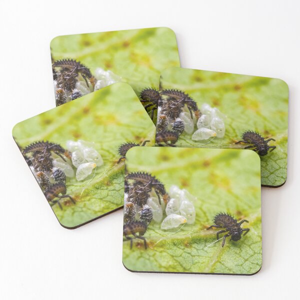 Item preview, Mariquitas bebés saliendo del huevo designed and sold by AronsTinySafari.