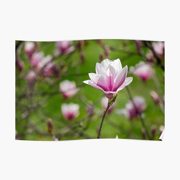 magnolia flower on a blurry background Poster