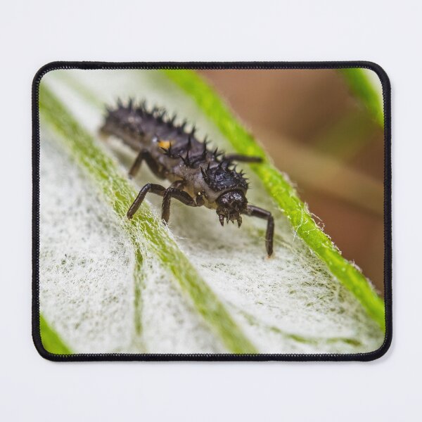 Item preview, Ladybug Larvae - Coccinellidae designed and sold by AronsTinySafari.