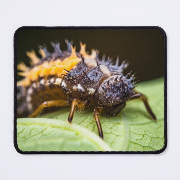 Item preview, Ladybug Larvae - Coccinellidae designed and sold by AronsTinySafari.