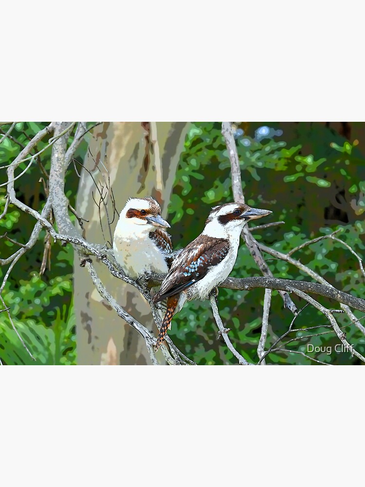 "Kookaburra" Sticker for Sale by narrabeenbeach Redbubble