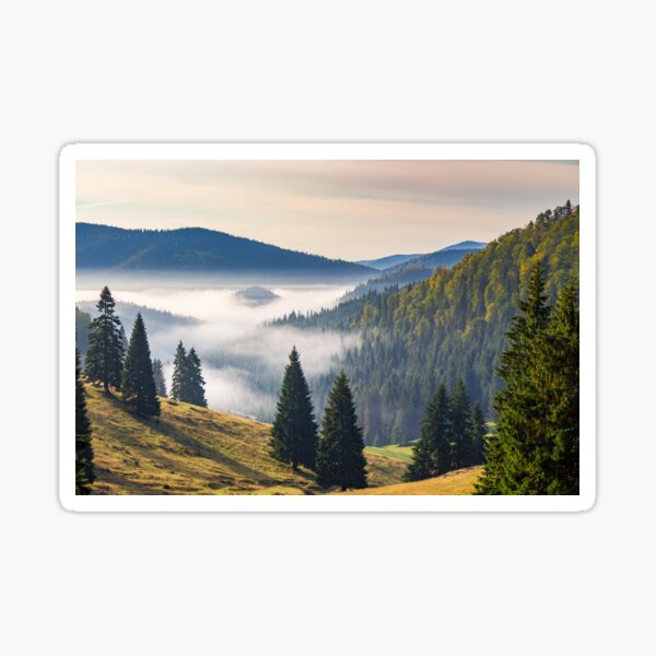 coniferous forest on a hillside in foggy mountains at sunrise Sticker