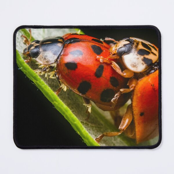 Item preview, Mating Lady bugs - Coccinellidae designed and sold by AronsTinySafari.