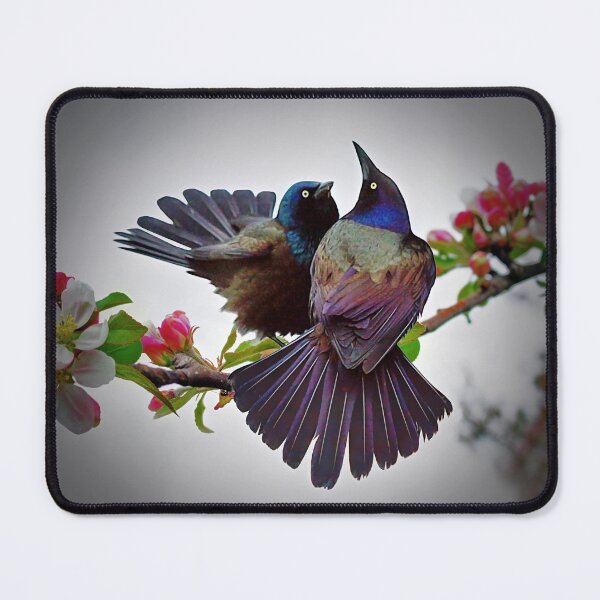Item preview, Grackles in Apple Blossoms designed and sold by Johnny Furlotte.