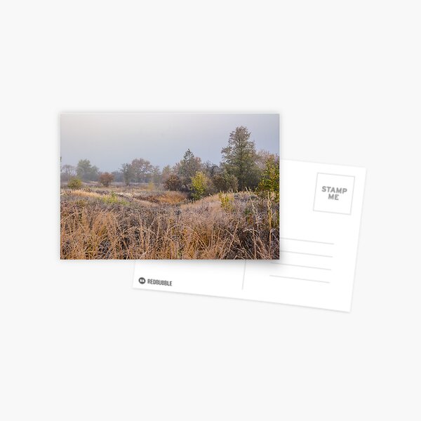 field near forest in fog Postcard
