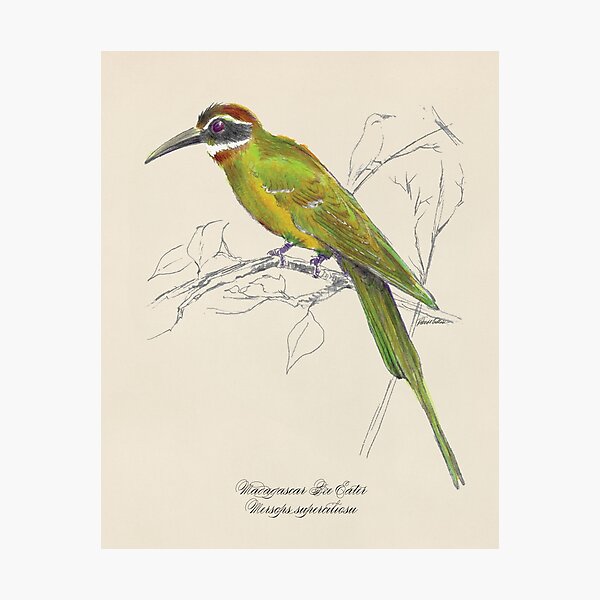 Bird print, Bee Eater watercolor, illustration, luxury gift art, Madagascar Photographic Print