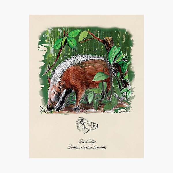 Pig print, Bush Pig watercolor, mixed media illustration, luxury gift art, Madagascar Photographic Print