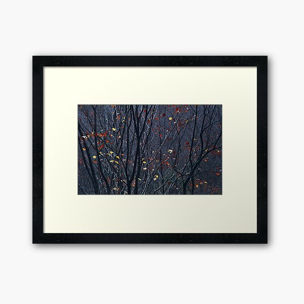 Beech stand, dusk Framed Art Print