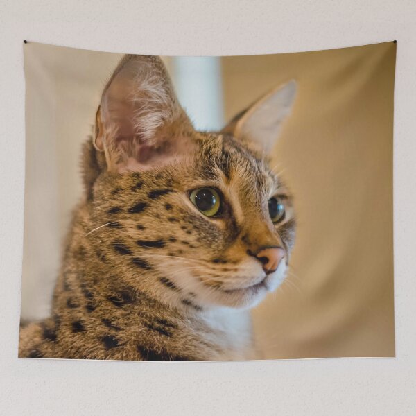 Item preview, Hobbes, F1 Savannah Cat designed and sold by lemans455.