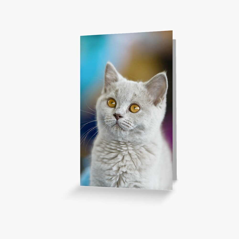 Light Grey Young British Shorthair Cat Greeting Card By