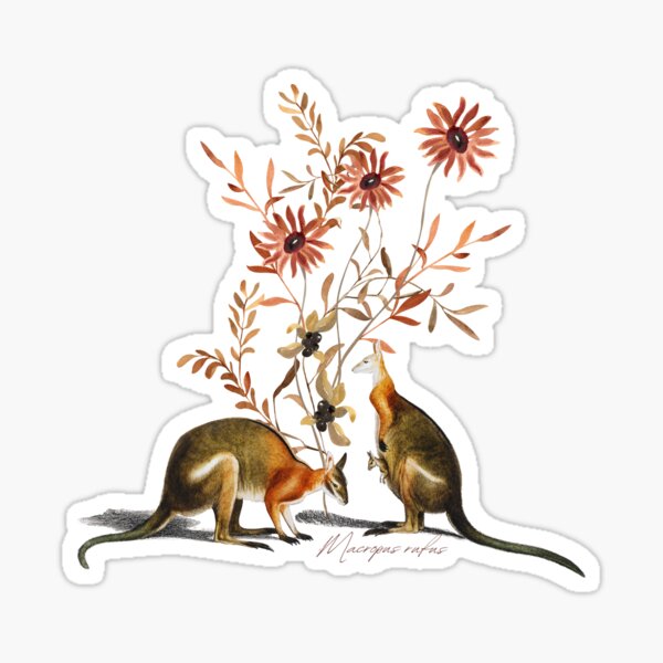 Item preview, Red kangaroo (Osphranter rufus) designed and sold by musicora.
