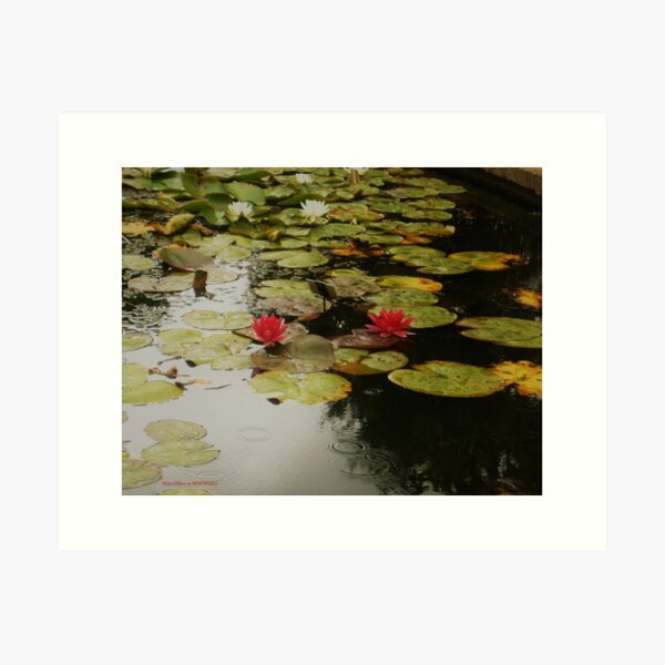 Item preview, Waterlillies at RHS Wisley designed and sold by katiecornet.