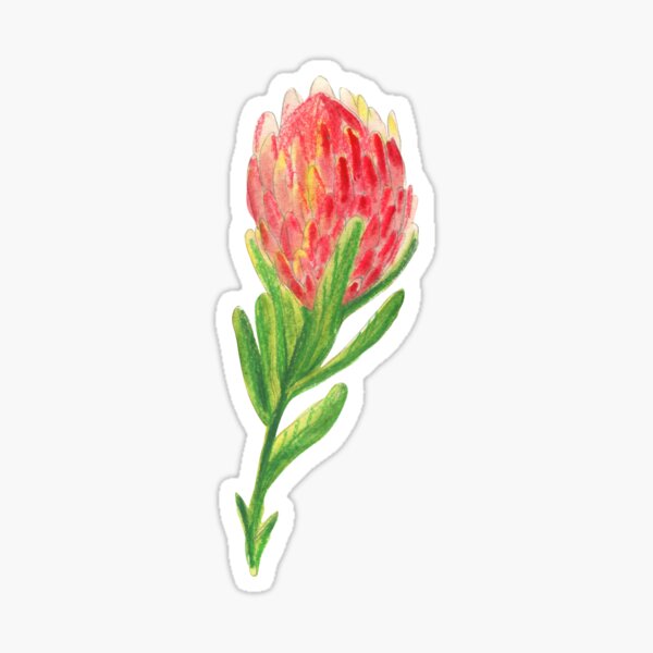 Protea Sticker