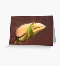 tulipa Greeting Card