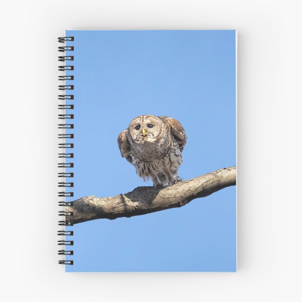Item preview, Papa Barred Owl Gliding designed and sold by Puttaswamy Ravishankar.
