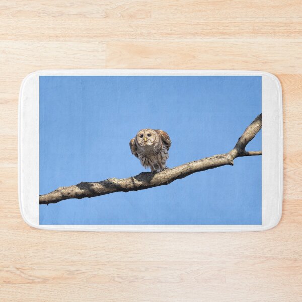 Item preview, Papa Barred Owl Gliding designed and sold by Puttaswamy Ravishankar.