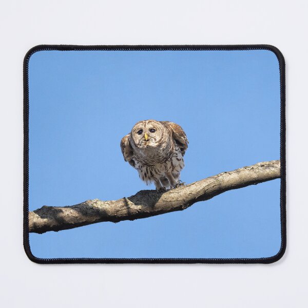 Item preview, Papa Barred Owl Gliding designed and sold by Puttaswamy Ravishankar.