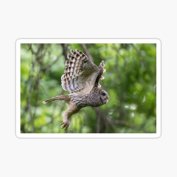 Mama Barred owl Hunting Sticker
