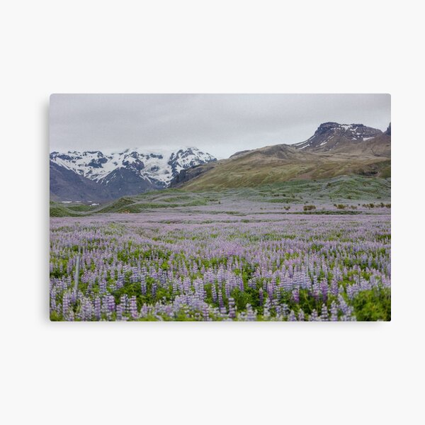 Iceland Lavender Fields and Mountains Canvas Print