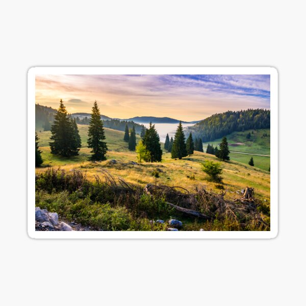 coniferous forest on a hillside in foggy mountains at sunrise Sticker