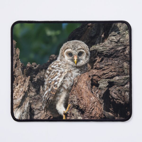 Item preview, Minutes After Fledging designed and sold by Puttaswamy Ravishankar.