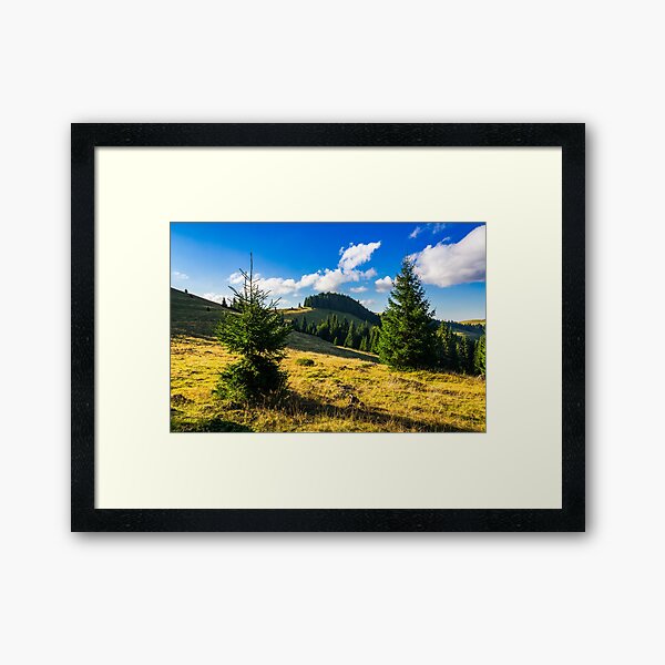 conifer forest in mountains at sunrise Framed Art Print