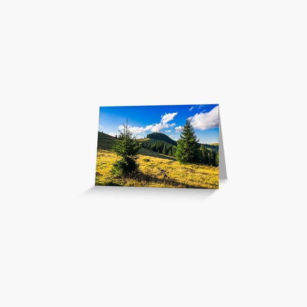 conifer forest in mountains at sunrise Greeting Card