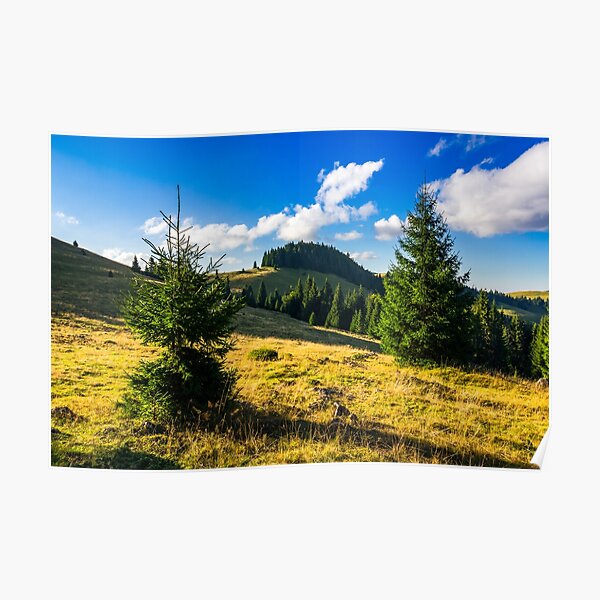 conifer forest in mountains at sunrise Poster