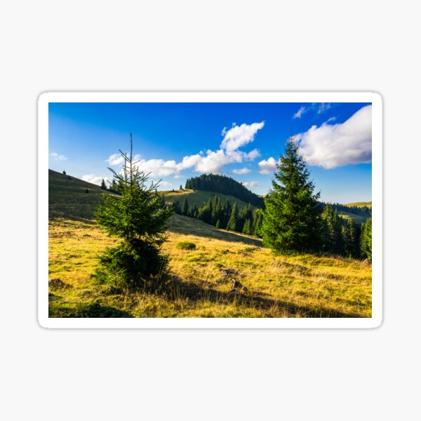 conifer forest  in mountains at sunrise Sticker