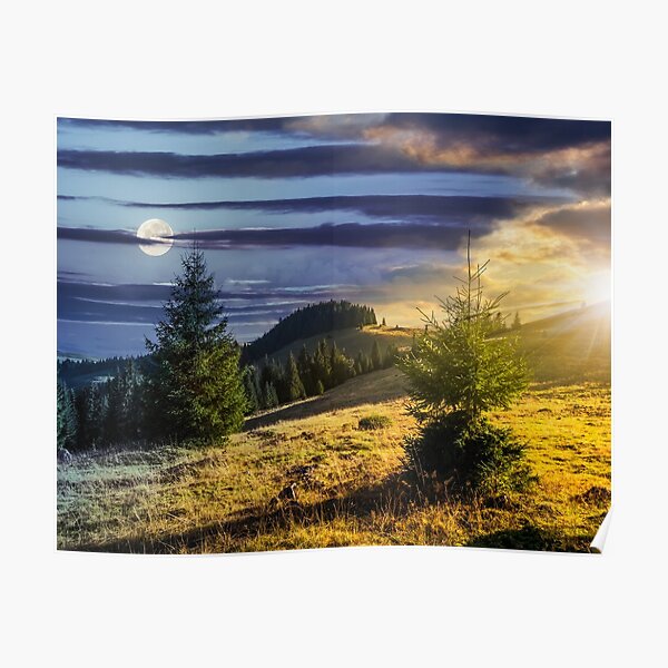 conifer forest in mountains Poster