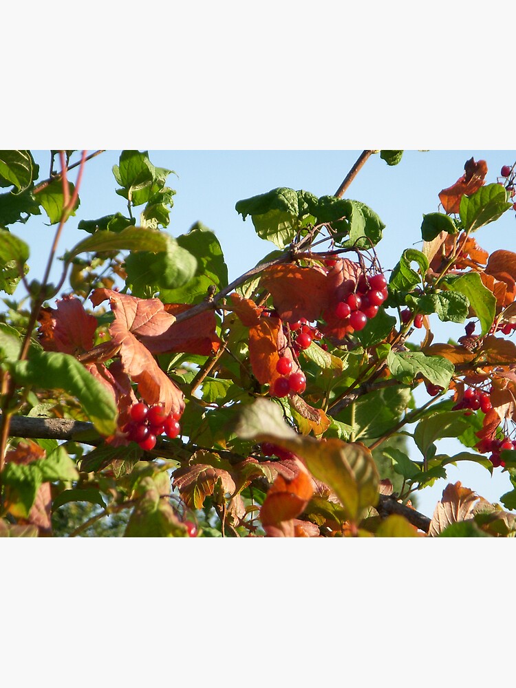 Berries by Anthropolog