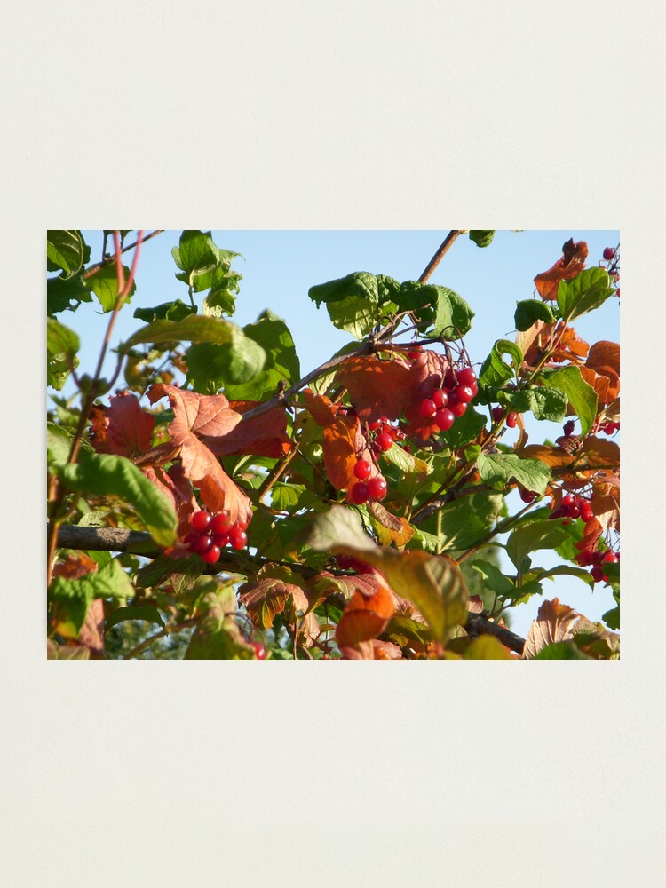 Alternate view of Berries Photographic Print