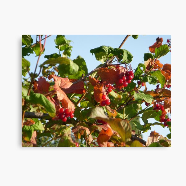 Berries Canvas Print