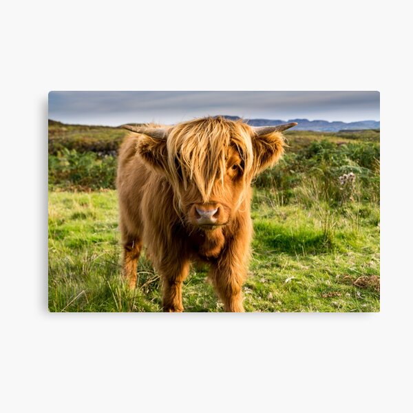 Highland cow on the island of skye Canvas Print