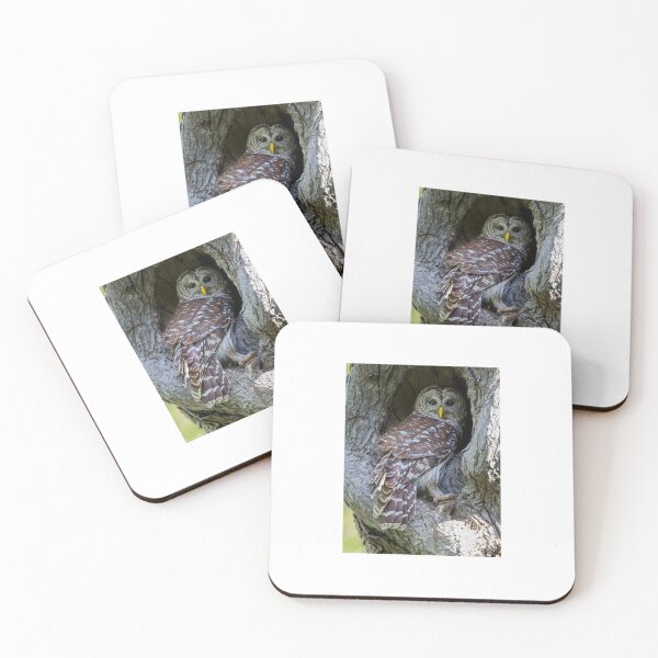 Item preview, Vigilant Mama Barred owl designed and sold by Puttaswamy Ravishankar.